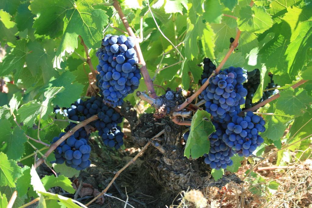 Hotel Rural La Enoteca Del Marques Fermoselle Dış mekan fotoğraf